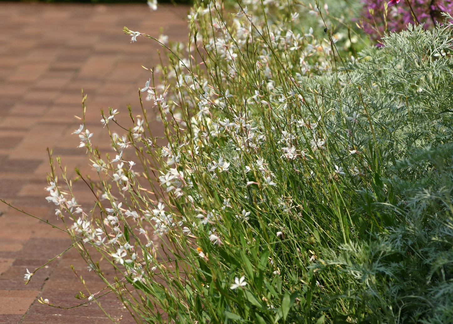 Graceful White Gaura