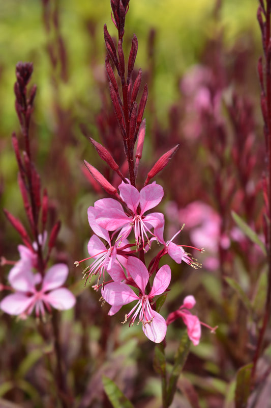 Pink Fountain Gaura