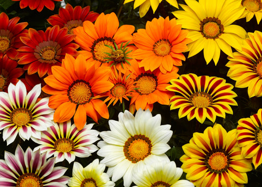 Big Kiss Mix Gazania
