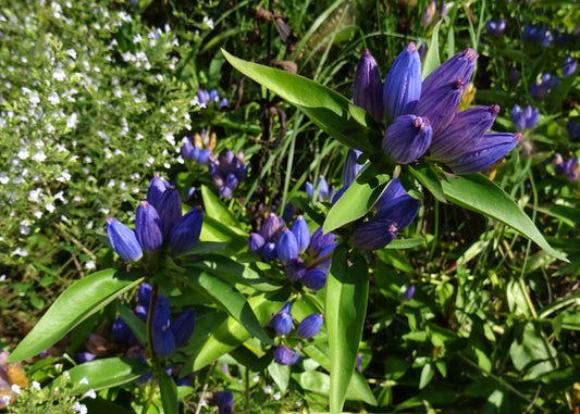 Canadian Beauties - Bottle Gentian