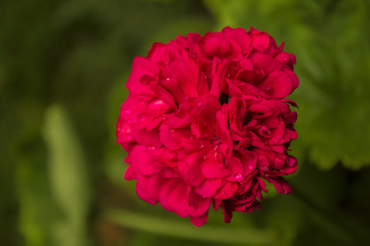 Red Dark Geranium