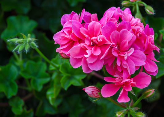 Geranium Violet