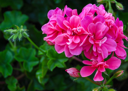 Violet Geranium