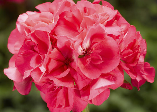 Pink Hot Geranium