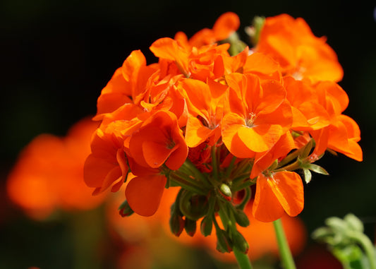 Geranium Orange