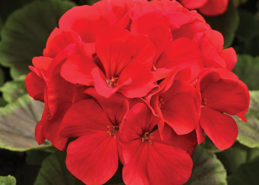 Red Geranium