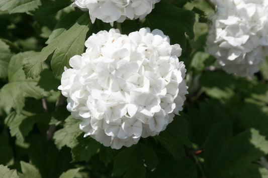 White Geranium