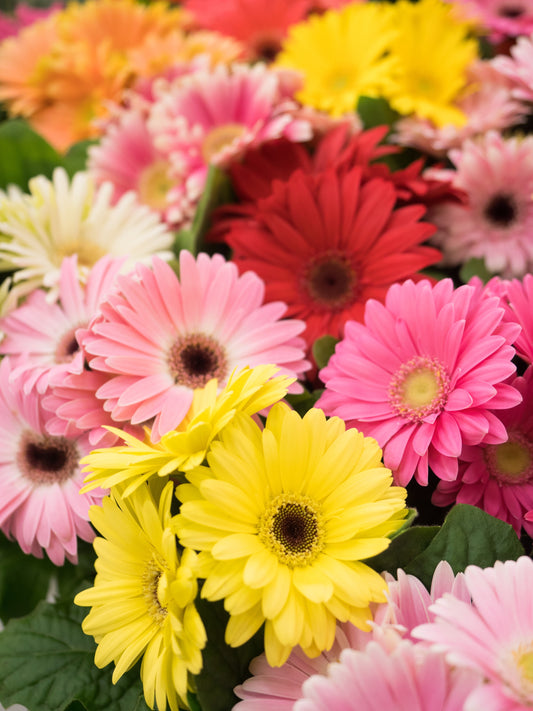 Jaguar Fire Gerbera