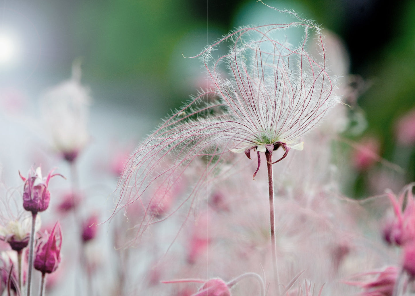 Prairie Smoke