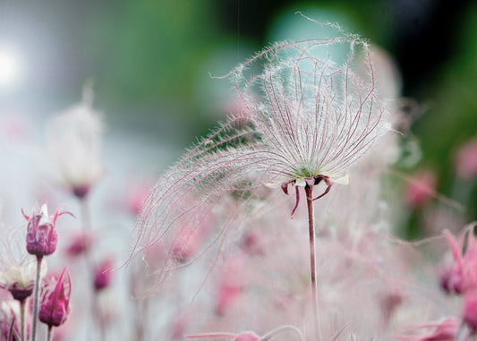 Canadian Beauties - Prairie Smoke