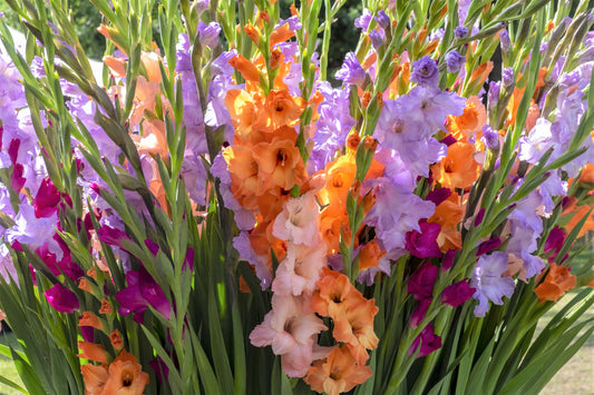 Mixed Gladiolus