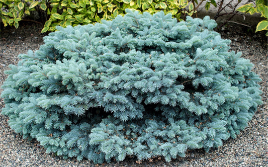 Globe blue spruce