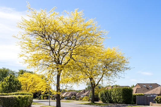 Sunburst Honeylocust