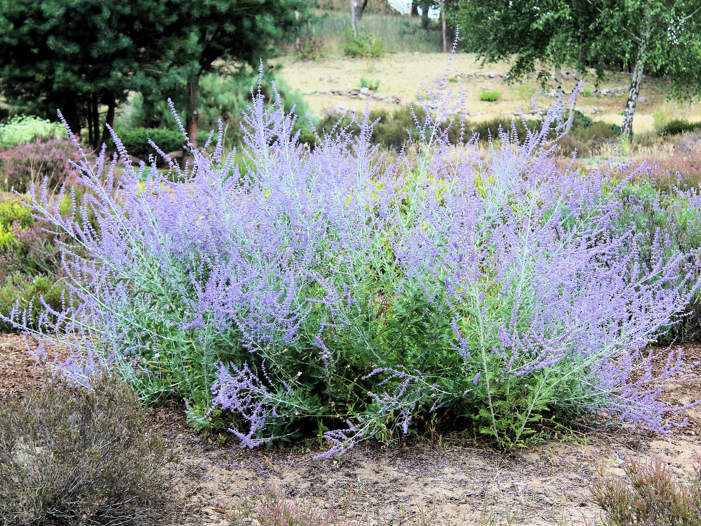 Russian Sage
