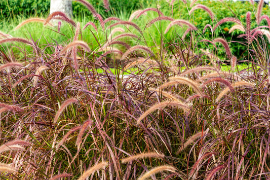 Purple Fountain Grass