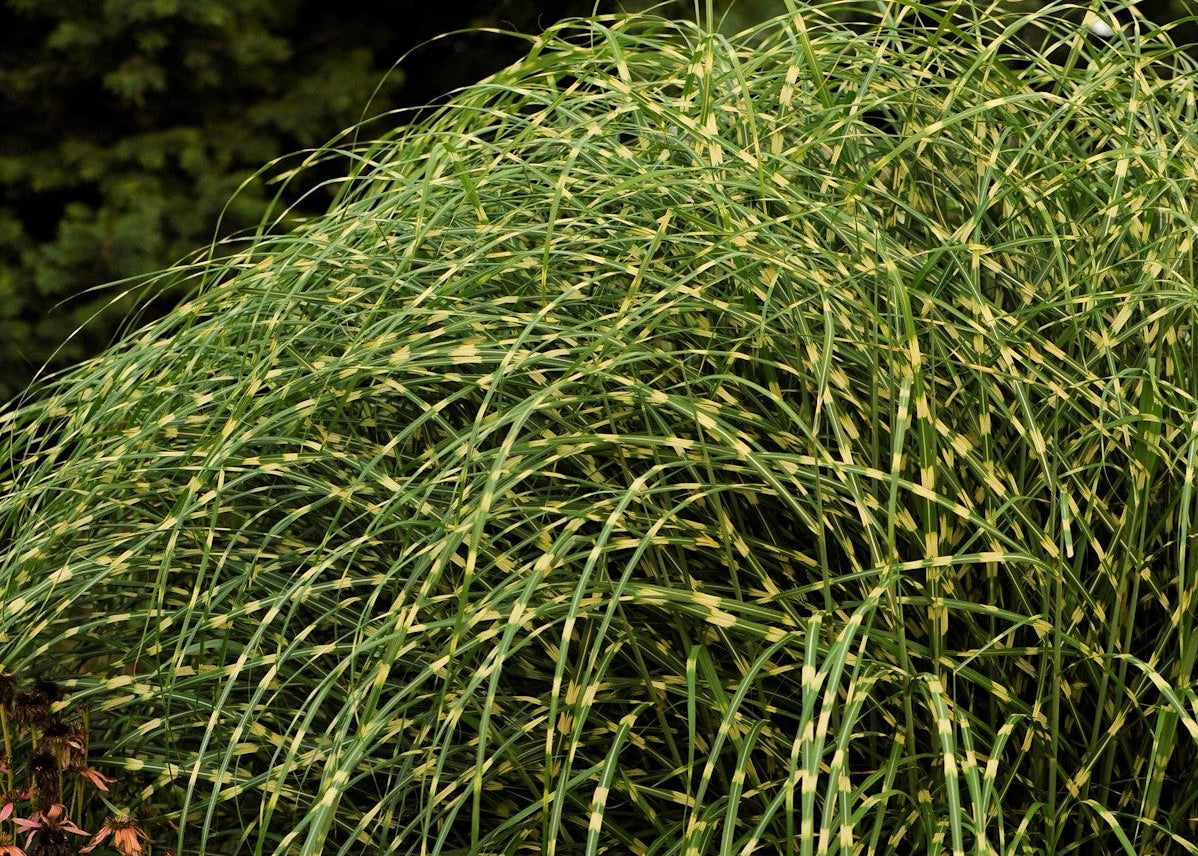 Zebra Grass