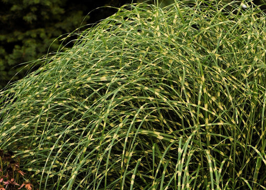 Zebra Grass