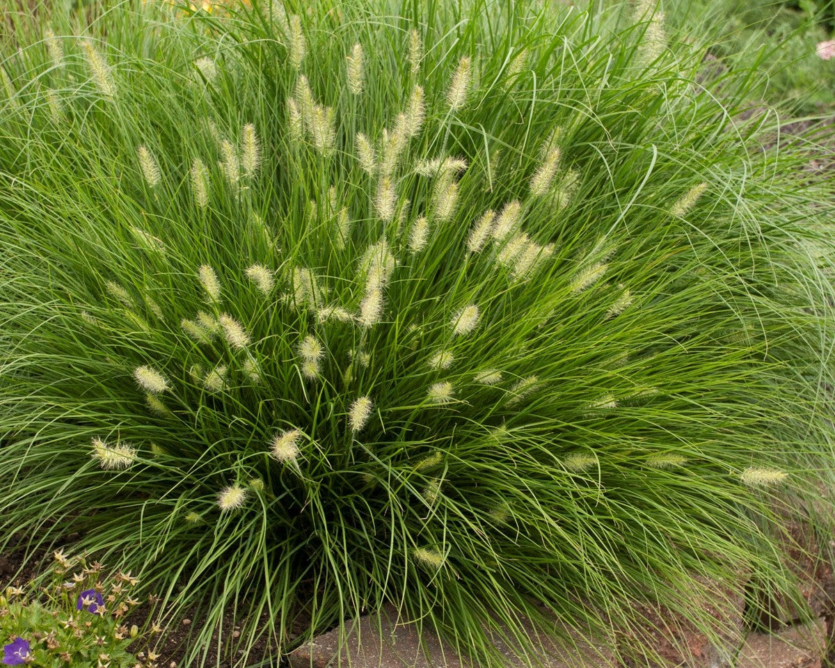 Little Bunny Fountain Grass