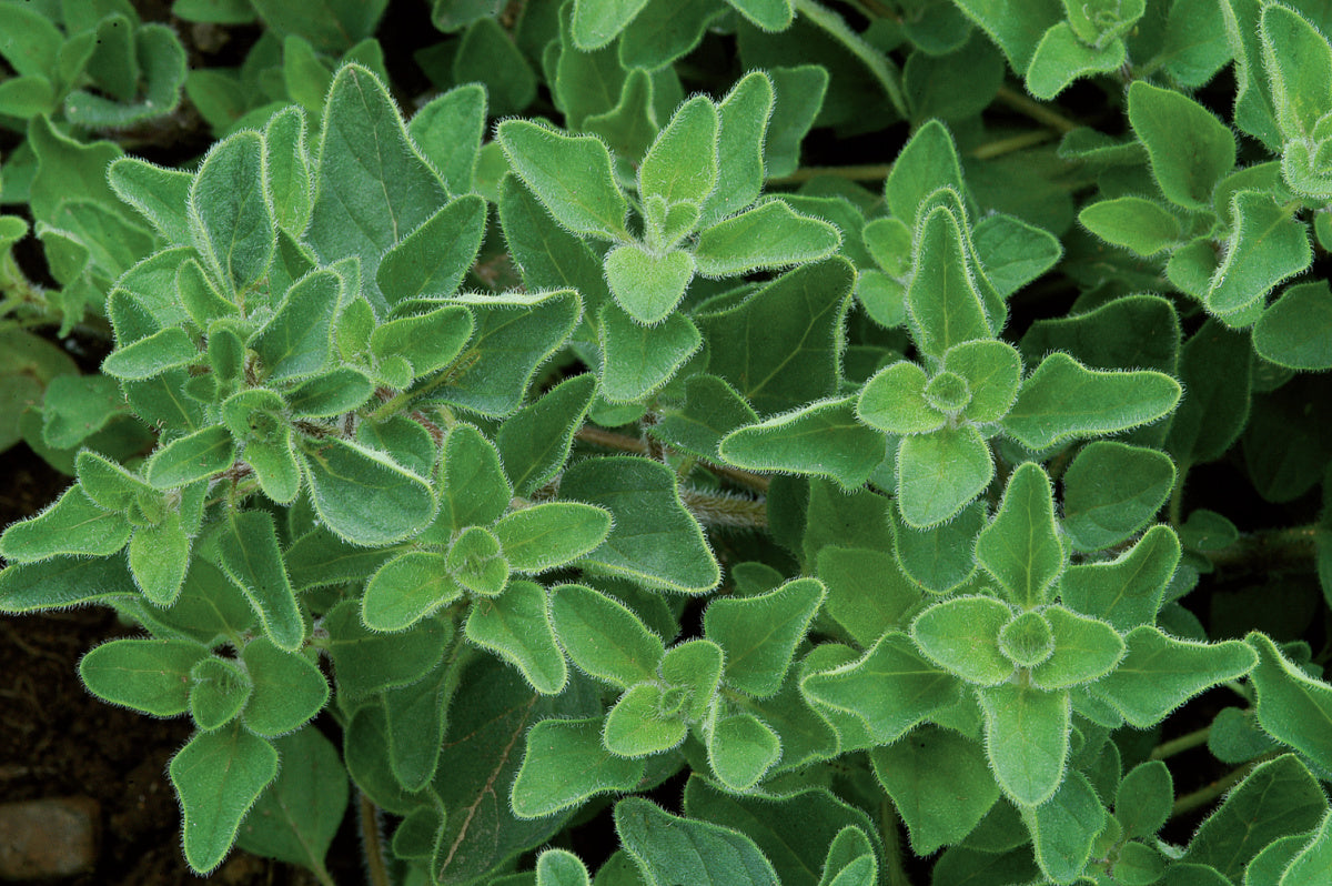 Greek Oregano