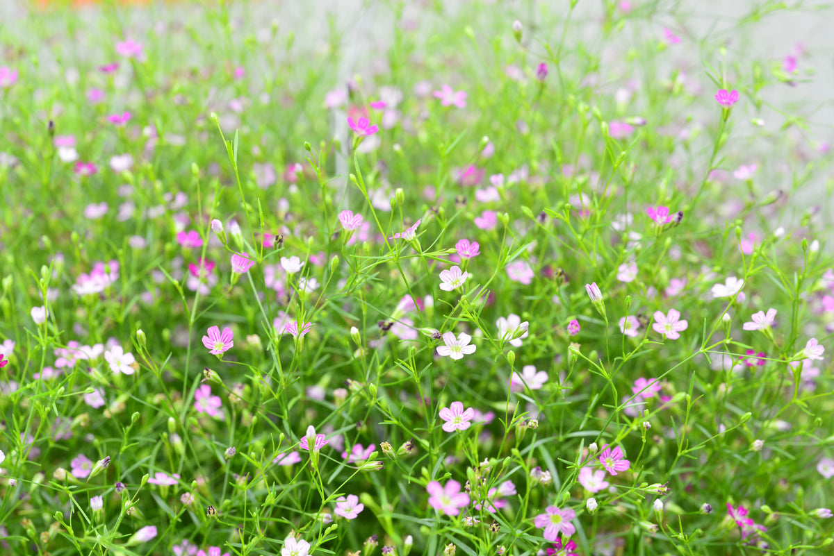 Rosea Creeping Baby's Breath