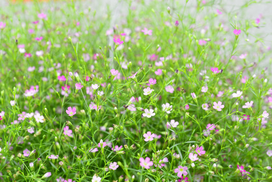 Rosea Creeping Baby's Breath