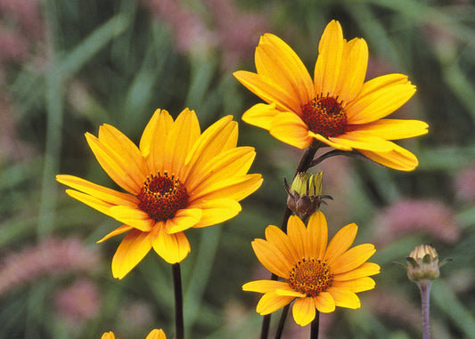 Summer Nights Helianthus