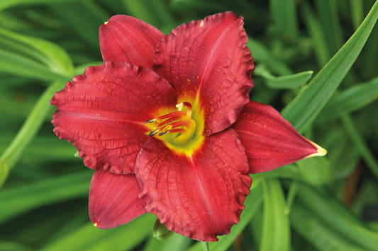 Pardon Me Daylily