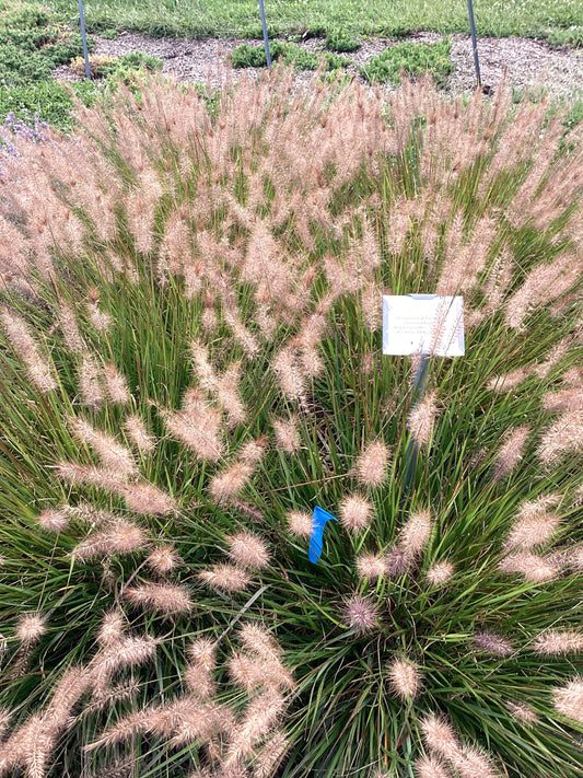 Fountain Grass 'Love and Rockets'