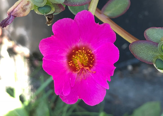 Cupcake Lavender Portulaca