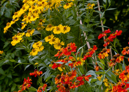 Helen's Flower