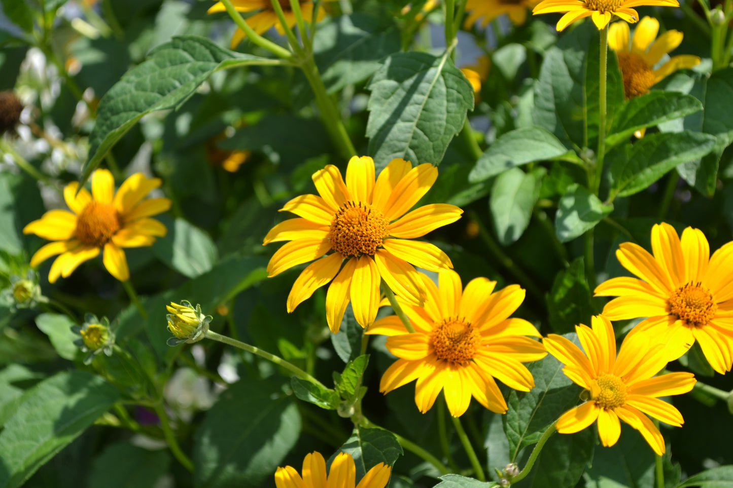 Canadian Beauties - False Sunflower