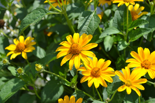 Canadian Beauties - False Sunflower