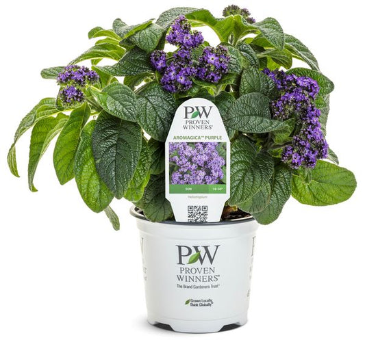 Aromagica Purple Heliotrope