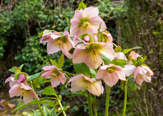Oriental Lenten Rose