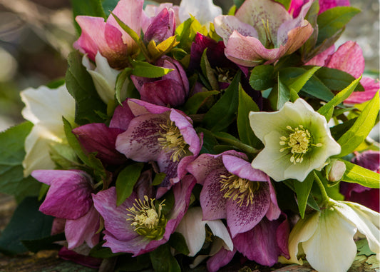 Royal Heritage Lenten Rose