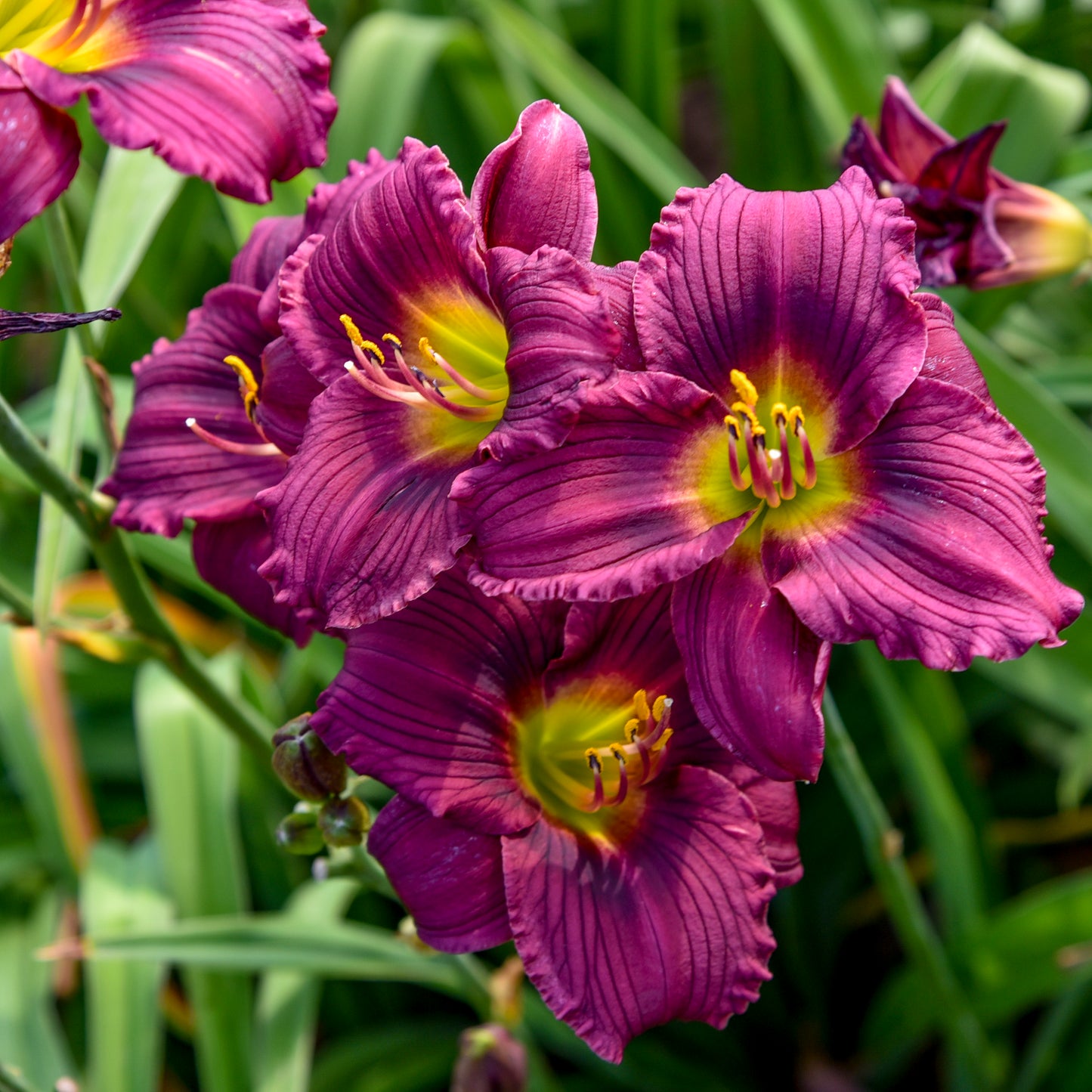 Little Grapette Daylily