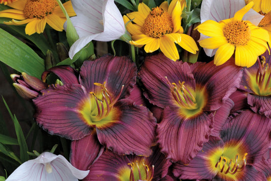 Little Grapette Daylily
