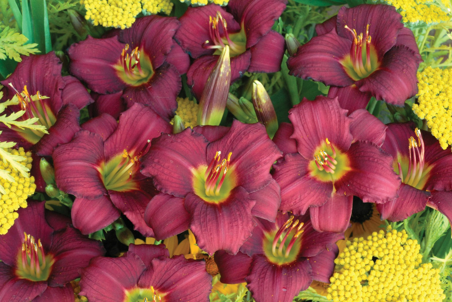 Pardon Me Daylily