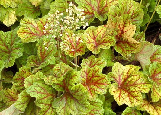 Electra Heuchera