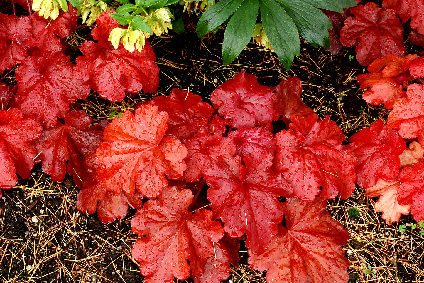 Fire Alarm Coral Bells