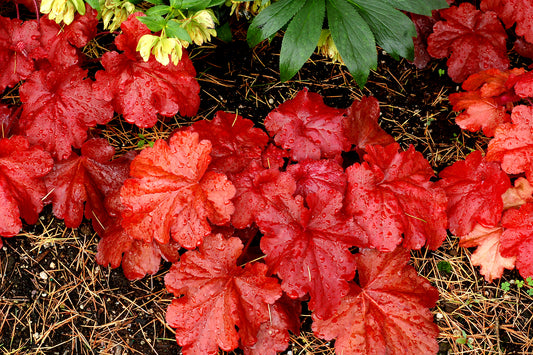 Fire Alarm Coral Bells