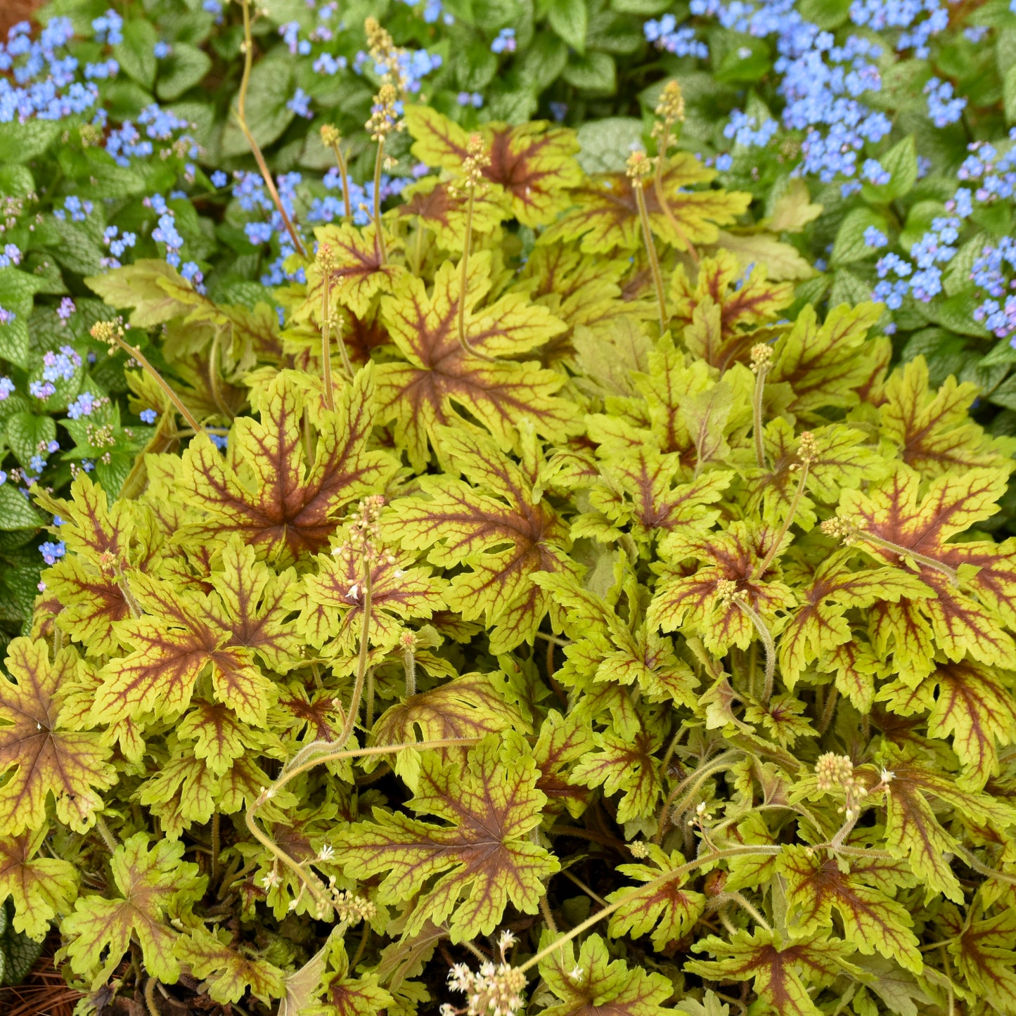 Capture the Flag Heucherella