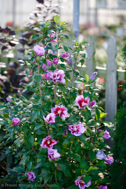 Purple Pillar Hibiscus