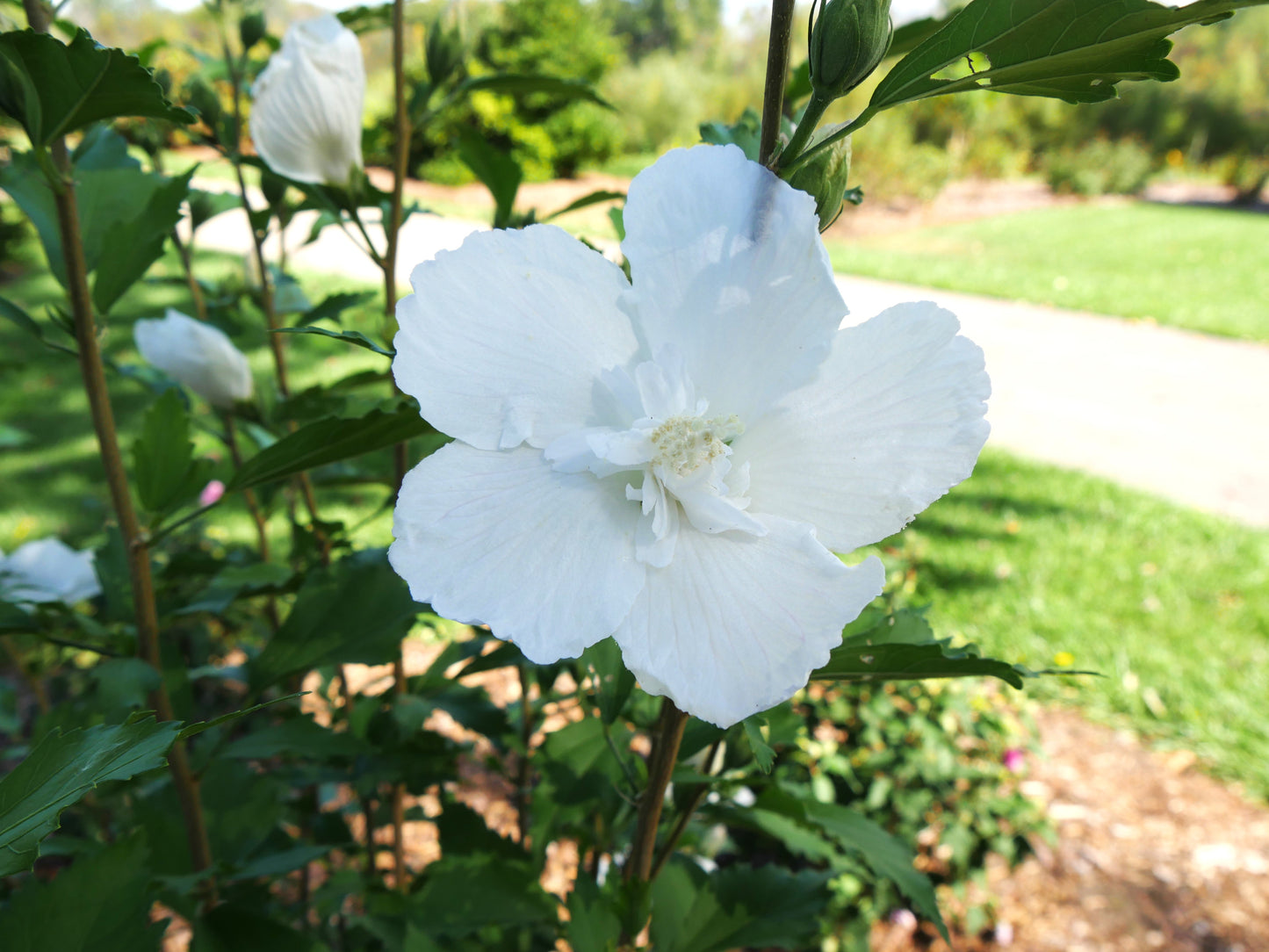 Hibiscus syriacus White Pillar