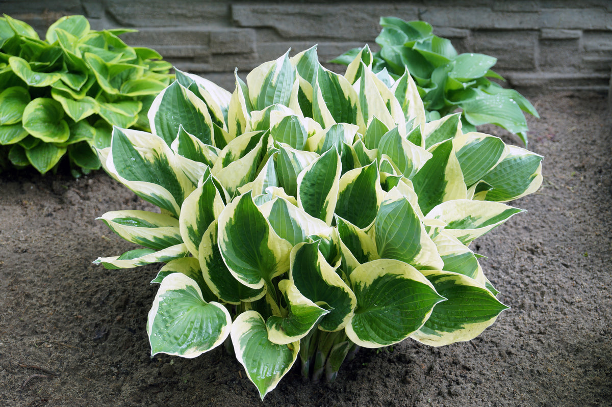 Brim Cup Hosta