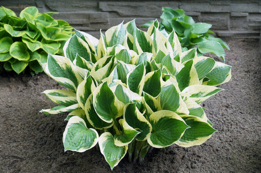 Brim Cup Hosta