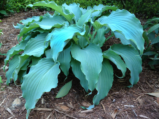 Neptune Hosta