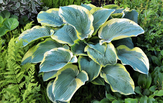 Robert Frost Hosta