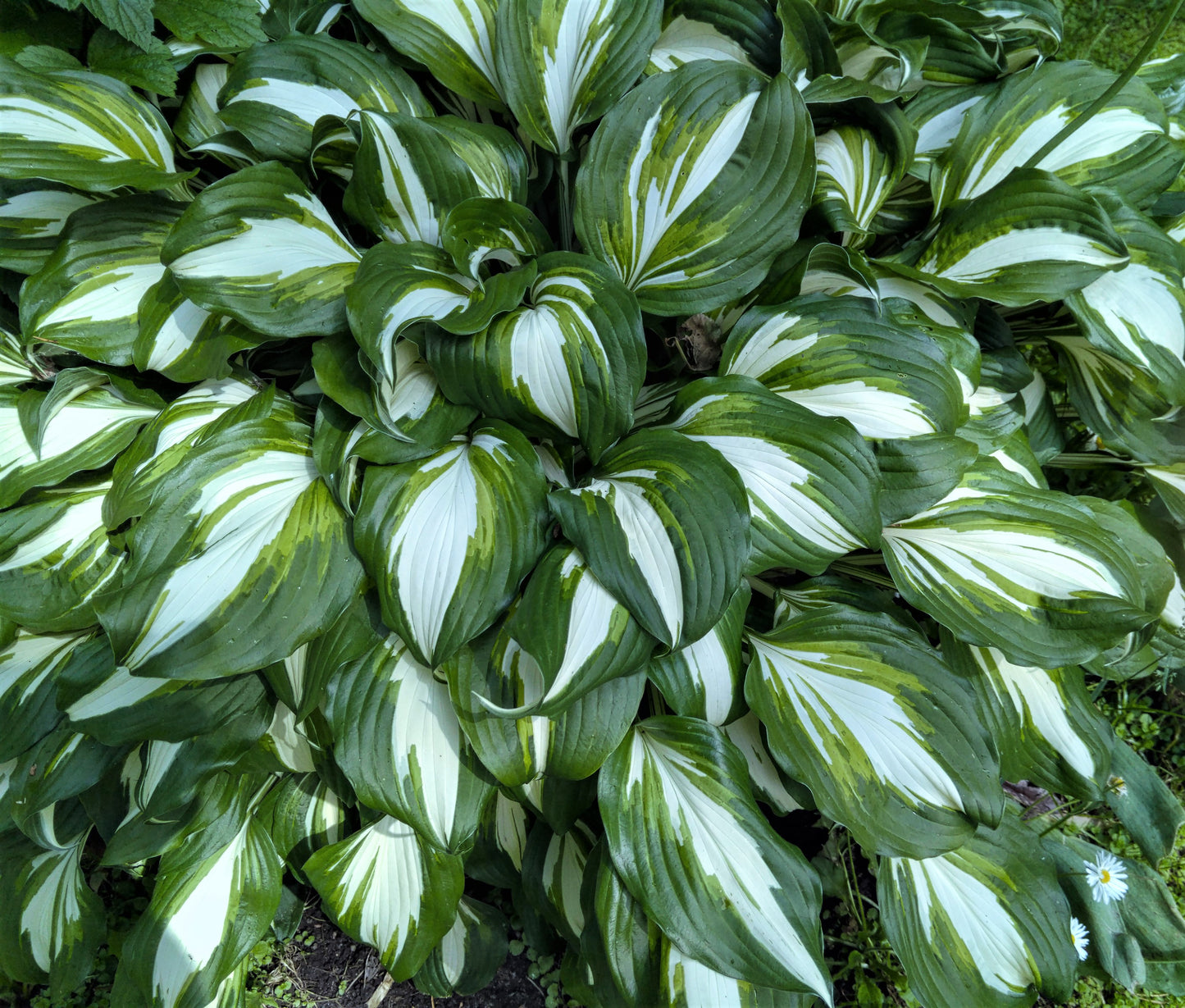 Revolution Hosta