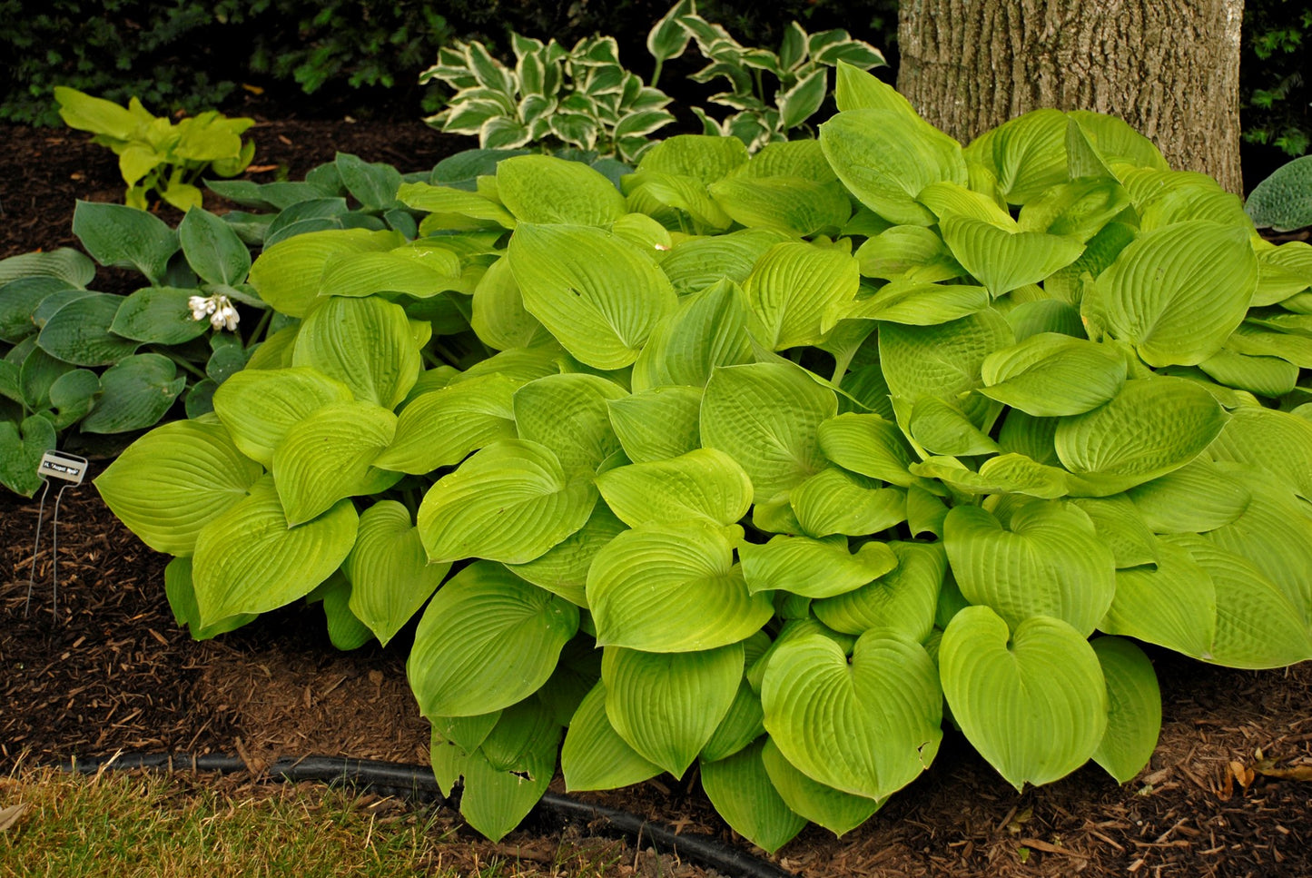 August Moon Hosta